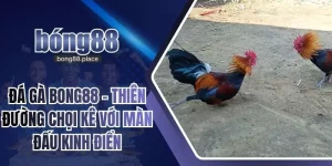 Đá Gà Bong88 – Thiên Đường Chọi Kê Với Màn Đấu Kinh Điển