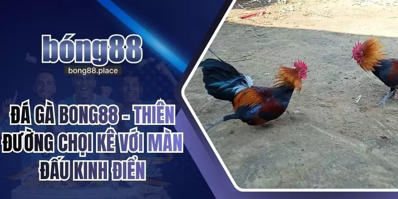 Đá Gà Bong88 – Thiên Đường Chọi Kê Với Màn Đấu Kinh Điển