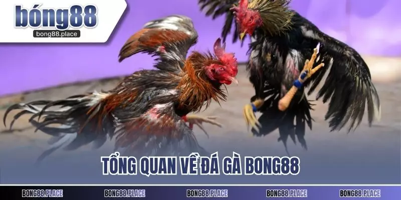 Tổng quan về đá gà Bong88